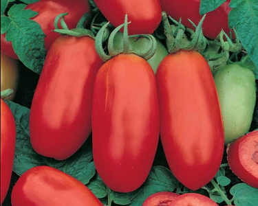 San Marzano Tomato Seeds